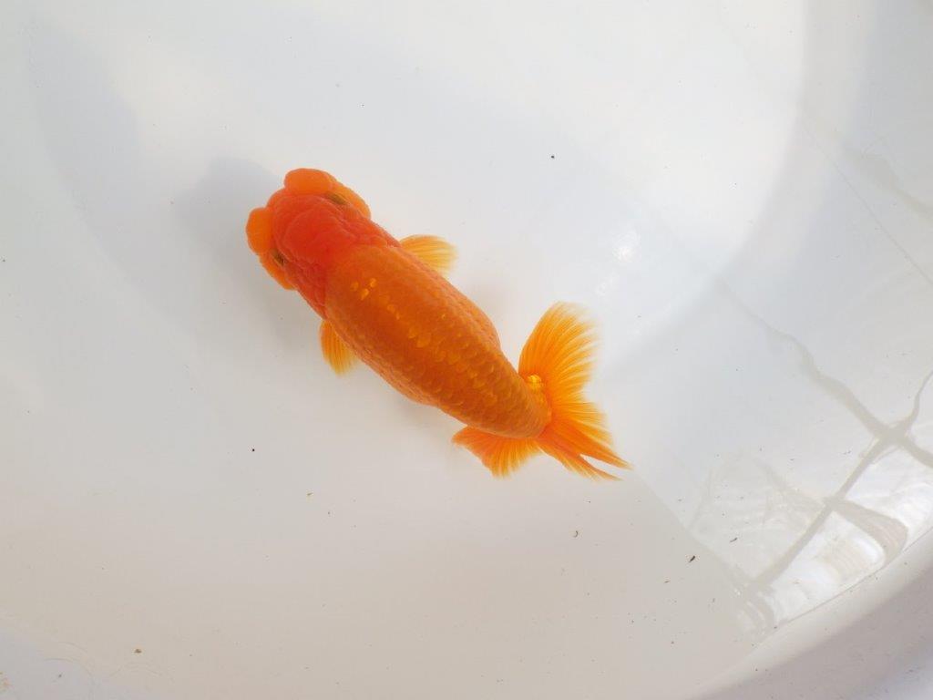 【全国大会東大関獲得系統 】尾の雰囲気が良く種にお勧め 明け二歳らんちゅう 約14,5㎝  オス