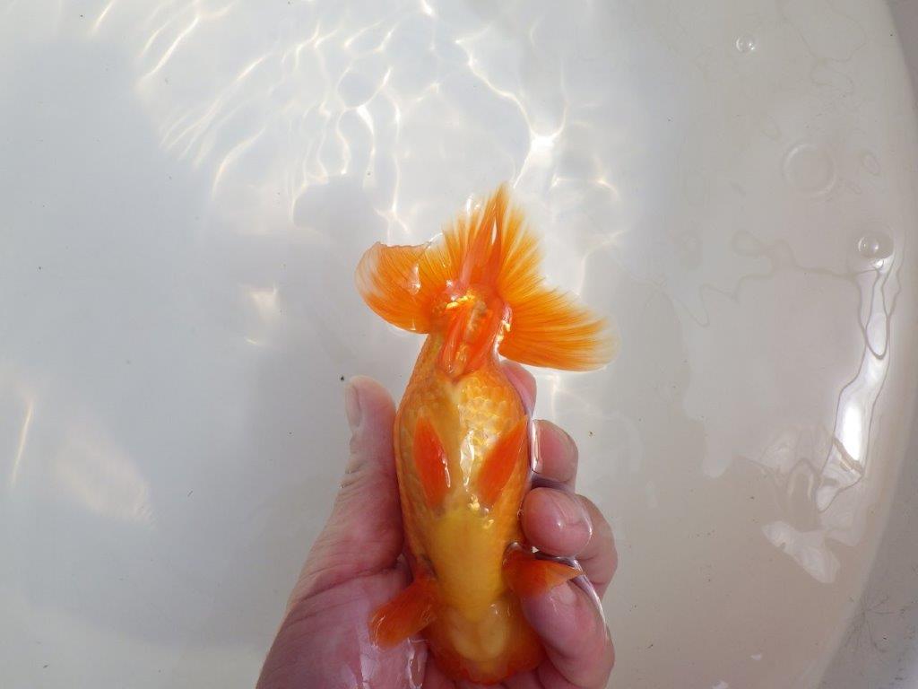 【全国大会東大関獲得系統 】尾の雰囲気が良く種にお勧め 明け二歳らんちゅう 約14,5㎝  オス