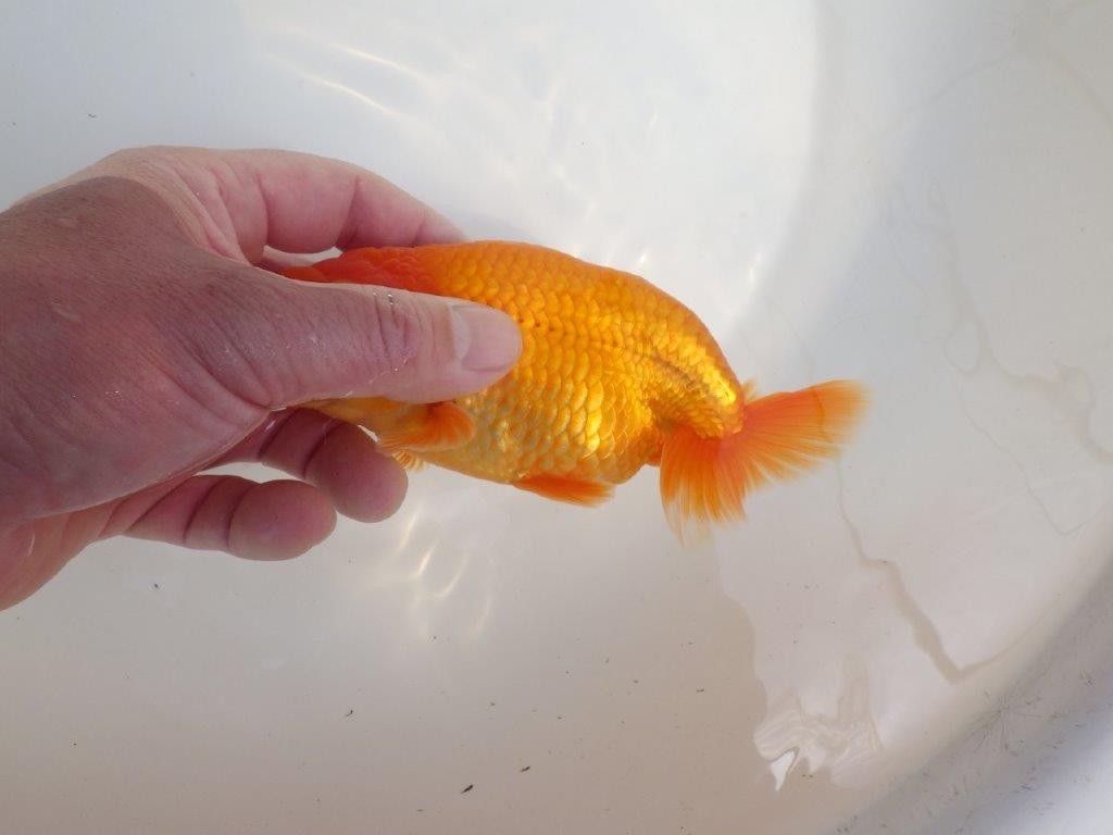 【全国大会東大関獲得系統 】尾の雰囲気が良く種にお勧め 明け二歳らんちゅう 約14,5㎝  オス