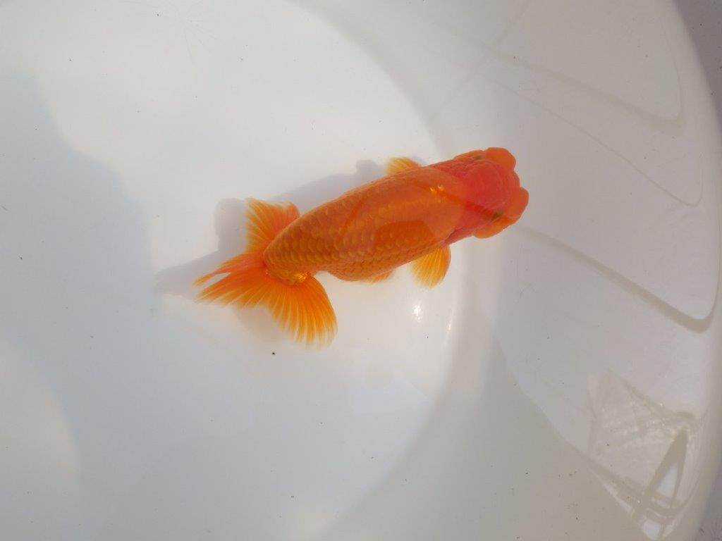 【全国大会東大関獲得系統 】尾の雰囲気が良く種にお勧め 明け二歳らんちゅう 約14,5㎝  オス