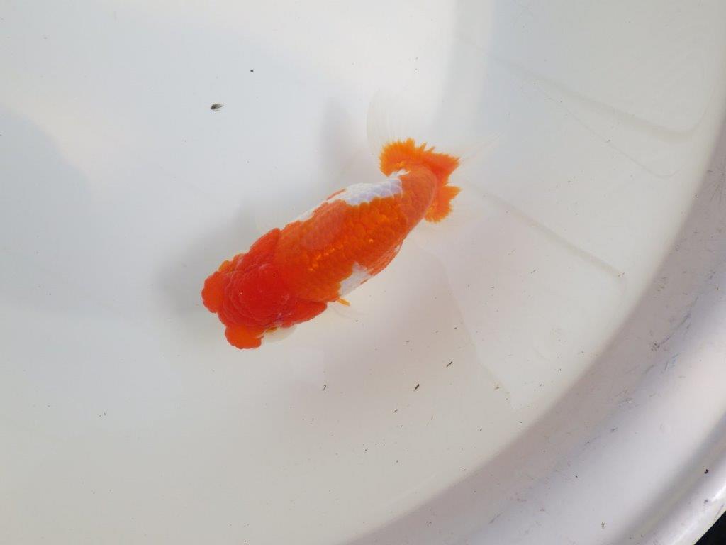 【全国大会東大関獲得系統 】飼い込みお勧めの 明け二歳らんちゅう 約13,5㎝  オスの上身