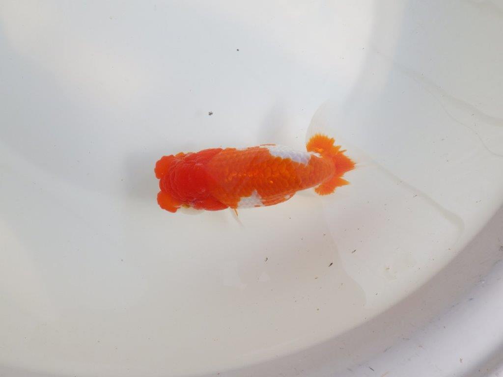 【全国大会東大関獲得系統 】飼い込みお勧めの 明け二歳らんちゅう 約13,5㎝  オス