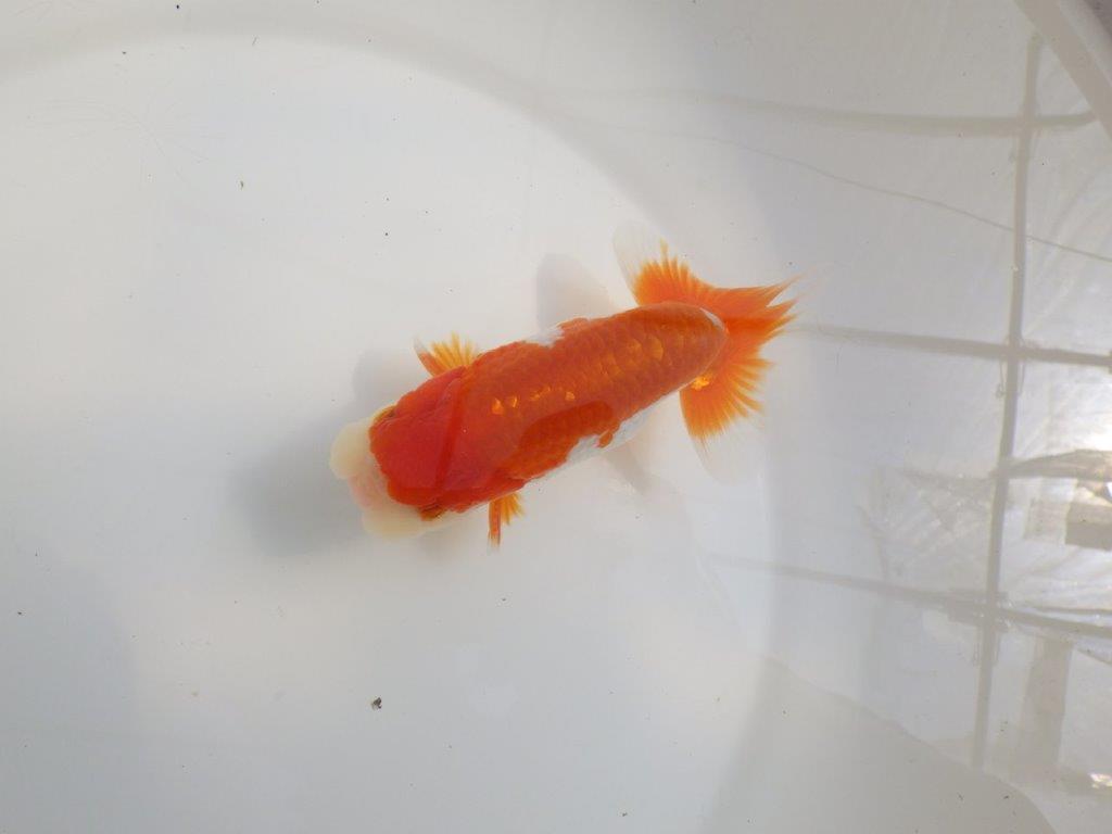 【全国大会東大関獲得系統 】種にもご鑑賞にもおすすめ明け二歳らんちゅう 約14㎝ オス