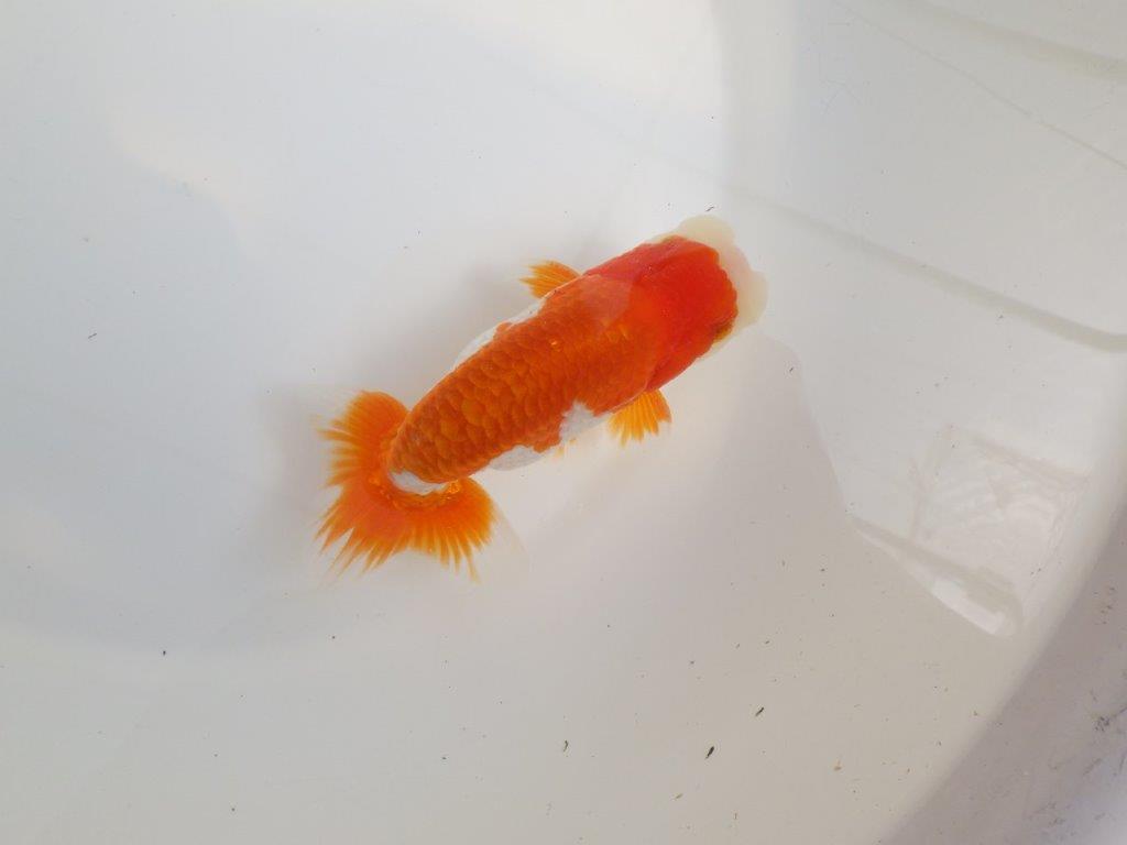 【全国大会東大関獲得系統 】種にもご鑑賞にもおすすめ明け二歳らんちゅう 約14㎝ オス