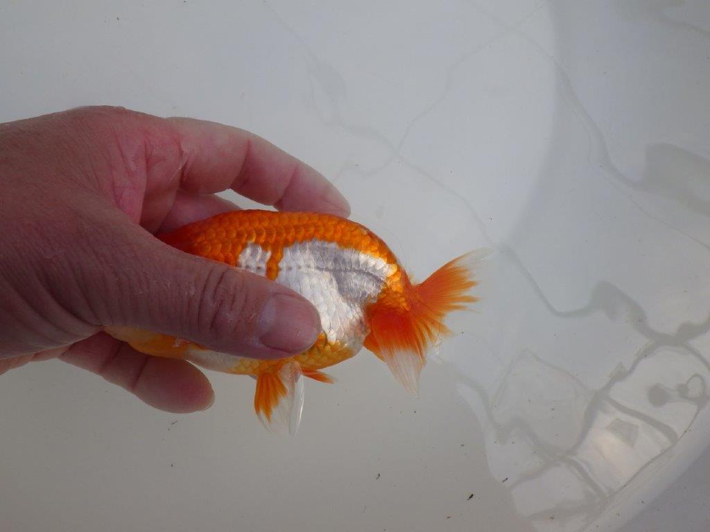 【全国大会東大関獲得系統 】種にもご鑑賞にもおすすめ明け二歳らんちゅう 約14㎝ オス