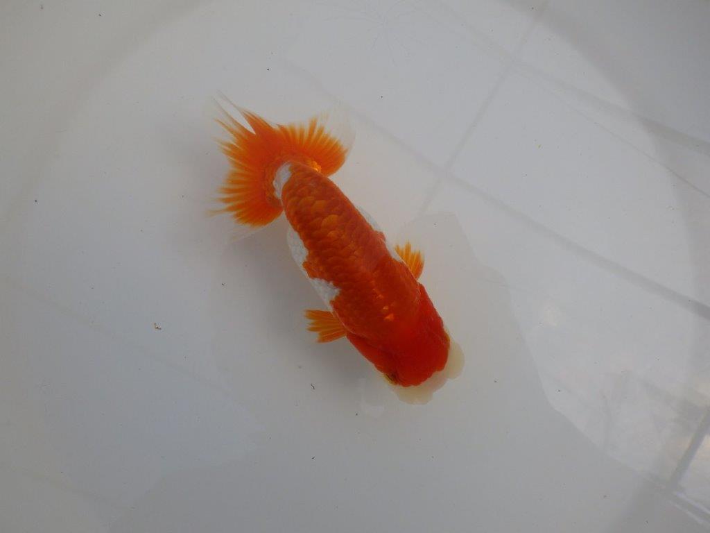 【全国大会東大関獲得系統 】種にもご鑑賞にもおすすめ明け二歳らんちゅう 約14㎝ オス