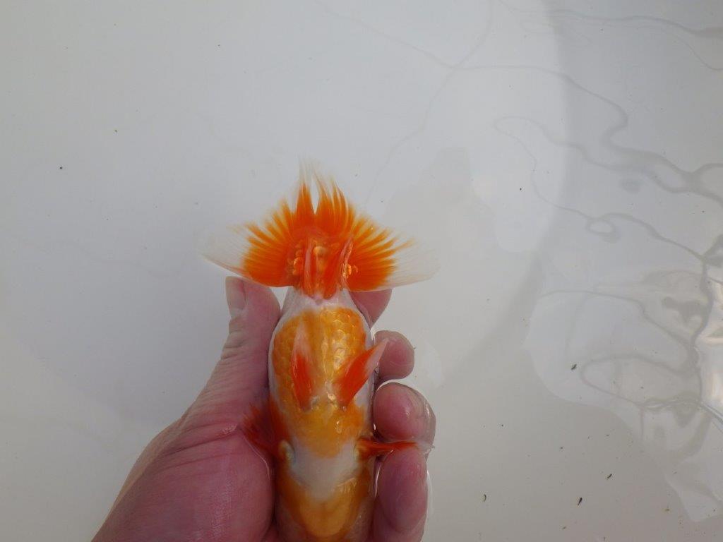 【全国大会東大関獲得系統 】種にもご鑑賞にもおすすめ明け二歳らんちゅう 約14㎝ オス