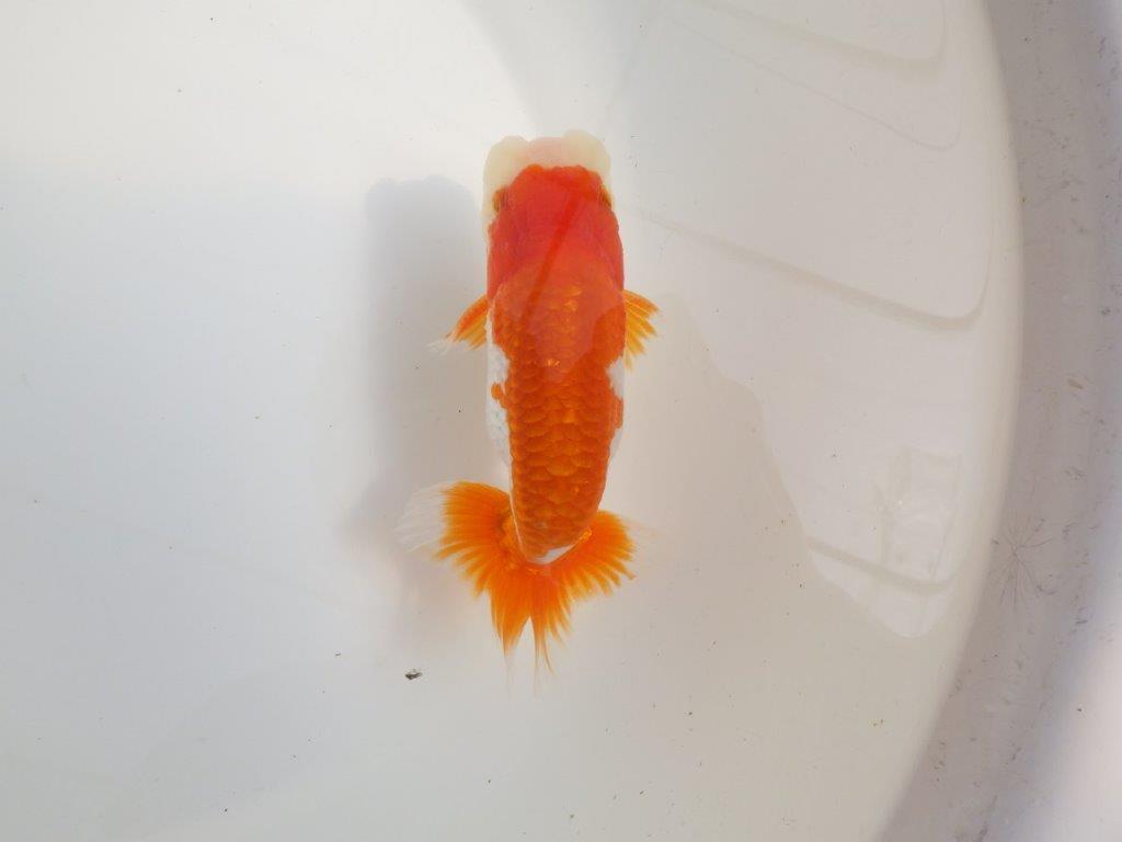 【全国大会東大関獲得系統 】種にもご鑑賞にもおすすめ明け二歳らんちゅう 約14㎝ オス