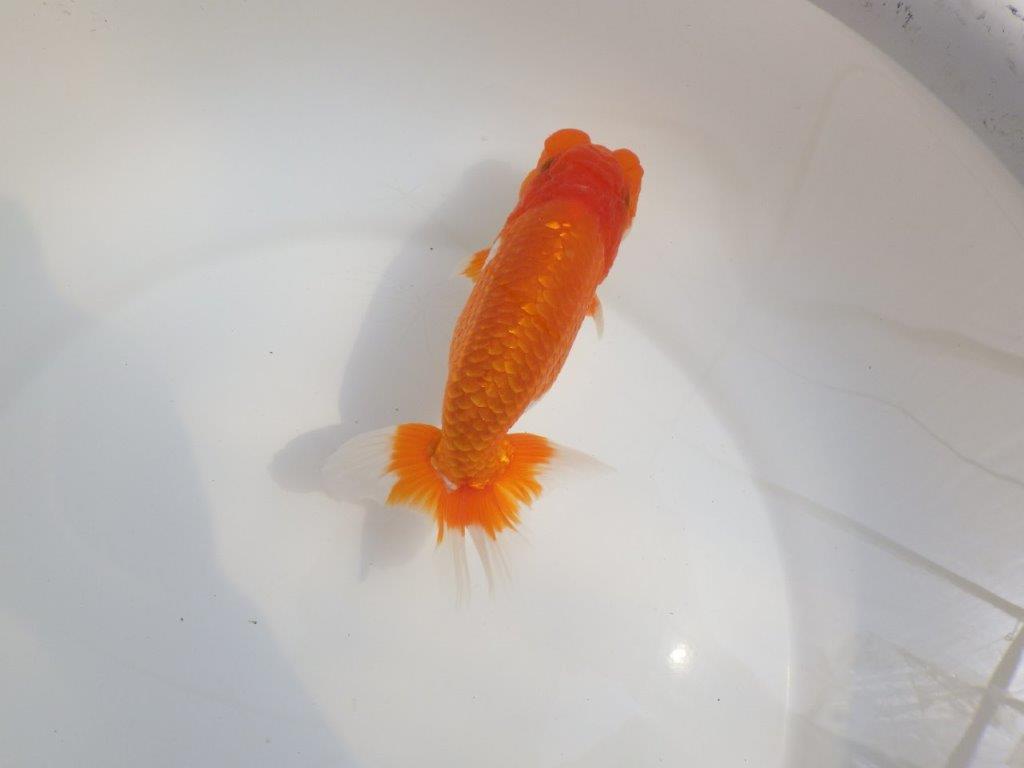 【全国大会東大関獲得系統 】尾張りが良く種にも！ 明け二歳らんちゅう 約15㎝  オス