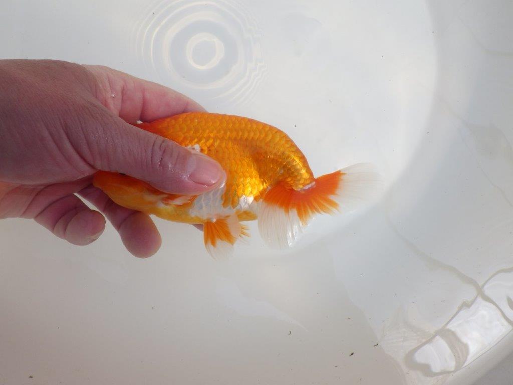 【全国大会東大関獲得系統 】尾張りが良く種にも！ 明け二歳らんちゅう 約15㎝  オス