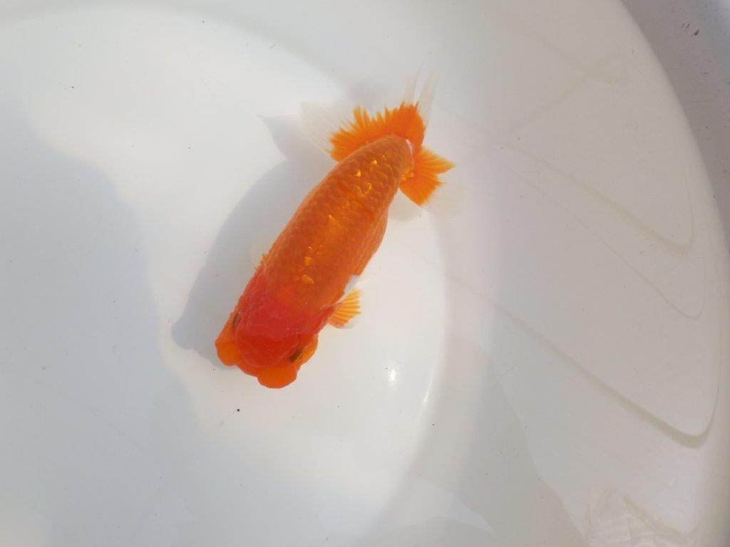 【全国大会東大関獲得系統 】尾張りが良く種にも！ 明け二歳らんちゅう 約15㎝  オスの上身