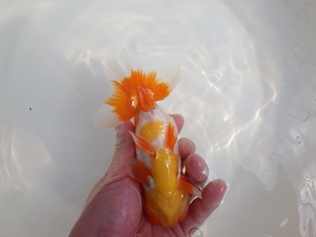 【全国大会東大関獲得系統 】尾張りが良く種にも！ 明け二歳らんちゅう 約15㎝  オス