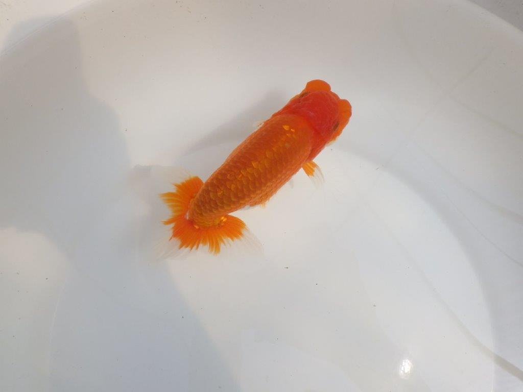 【全国大会東大関獲得系統 】尾張りが良く種にも！ 明け二歳らんちゅう 約15㎝  オス