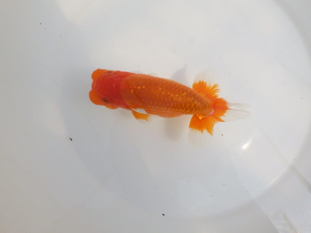 【全国大会東大関獲得系統 】尾張りが良く種にも！ 明け二歳らんちゅう 約15㎝  オス