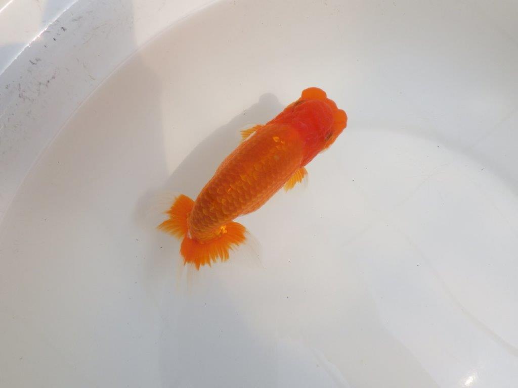 【全国大会東大関獲得系統 】尾張りが良く種にも！ 明け二歳らんちゅう 約15㎝  オス