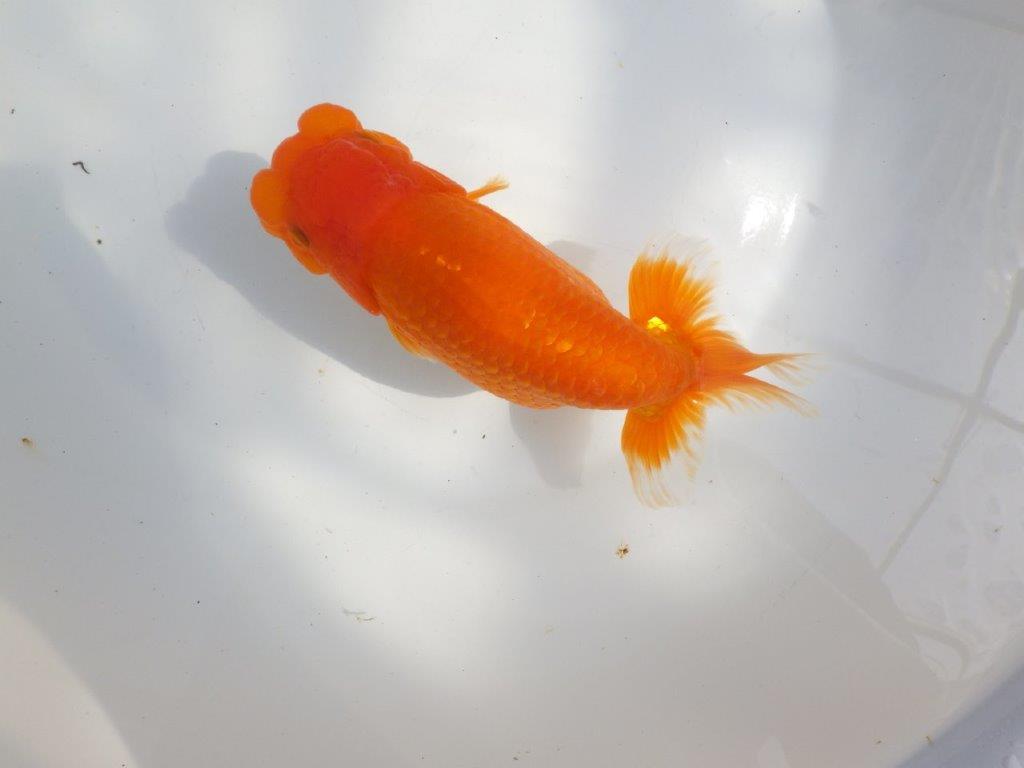 【全国大会東大関獲得系統 】迫力ある雰囲気が楽しめる 明け二歳らんちゅう 約17,5㎝  メス？