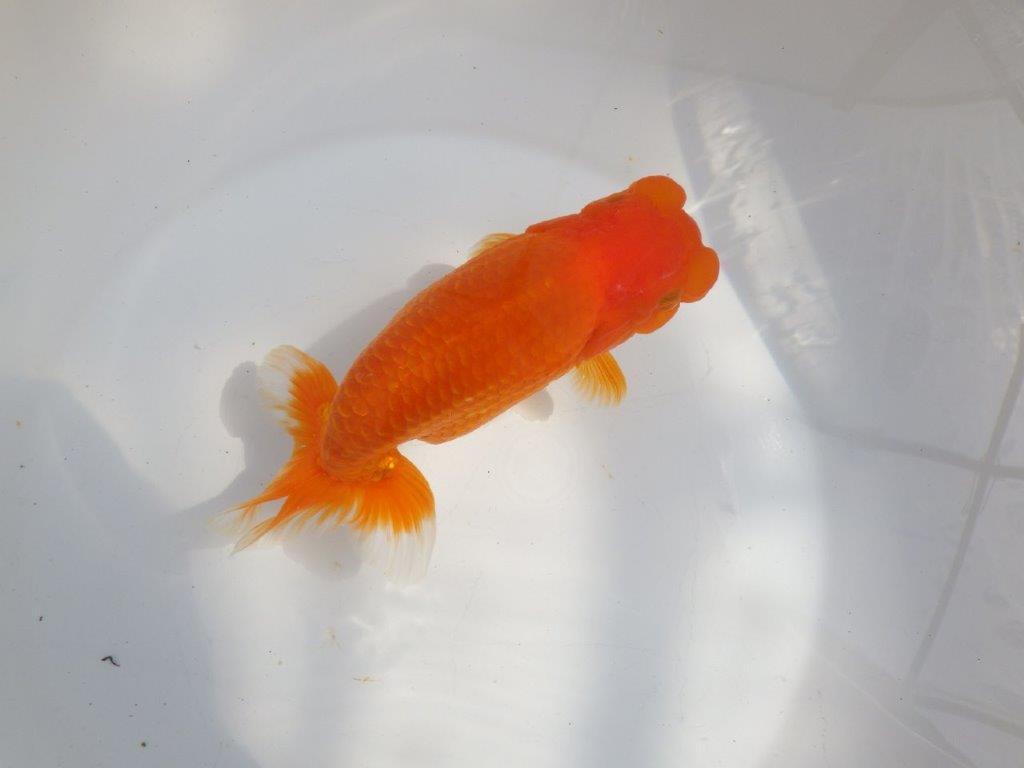 【全国大会東大関獲得系統 】迫力ある雰囲気が楽しめる 明け二歳らんちゅう 約17,5㎝  メス？