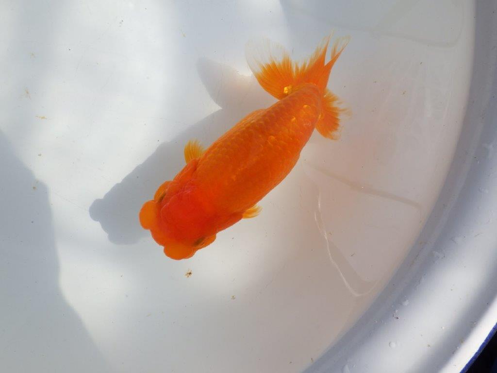 【全国大会東大関獲得系統 】迫力ある雰囲気が楽しめる 明け二歳らんちゅう 約17,5㎝  メス？