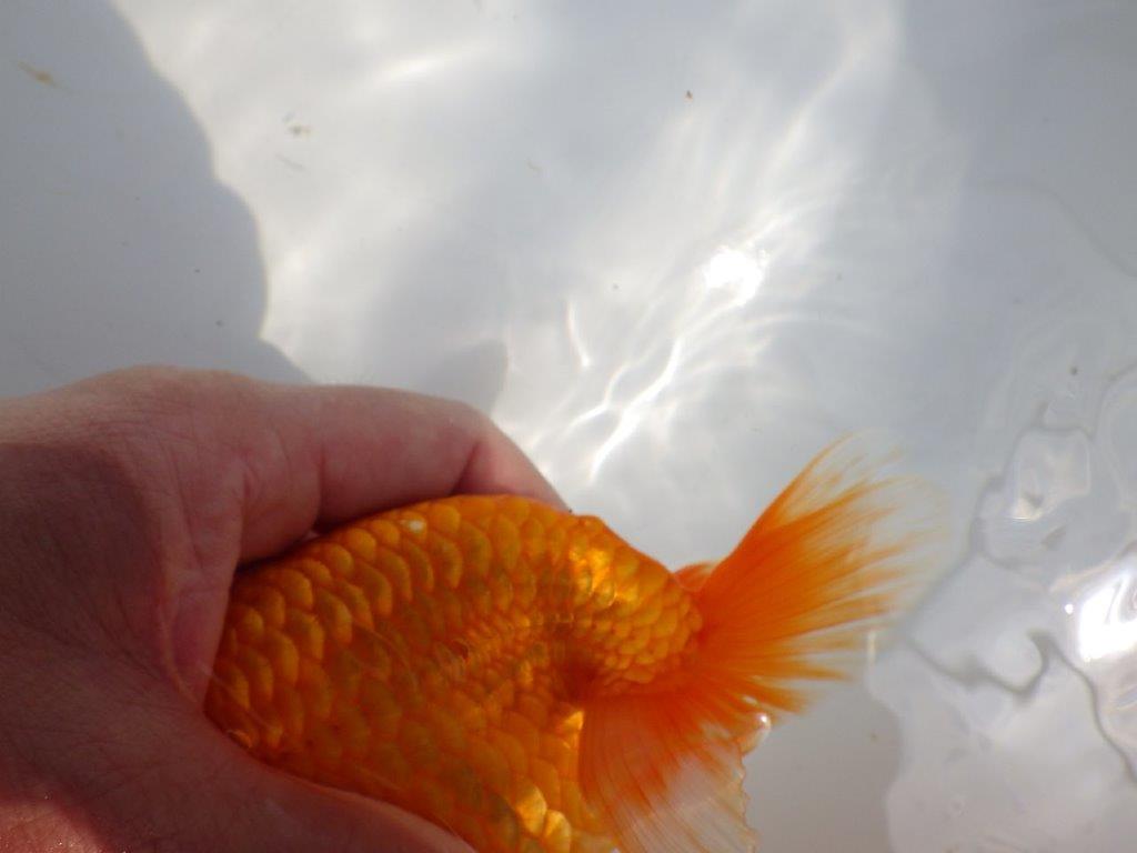 【全国大会東大関獲得系統 】迫力ある雰囲気が楽しめる 明け二歳らんちゅう 約17,5㎝  メス？