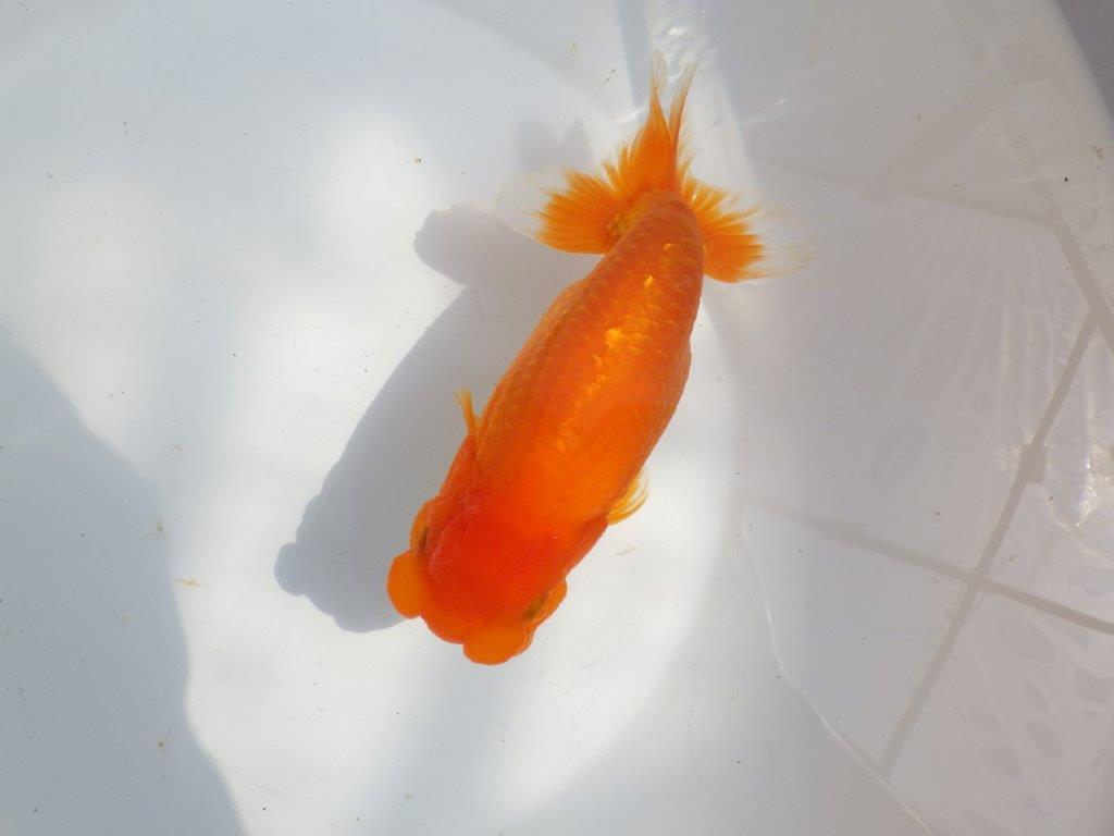 【全国大会東大関獲得系統 】迫力ある雰囲気が楽しめる 明け二歳らんちゅう 約17,5㎝  メス？の上身