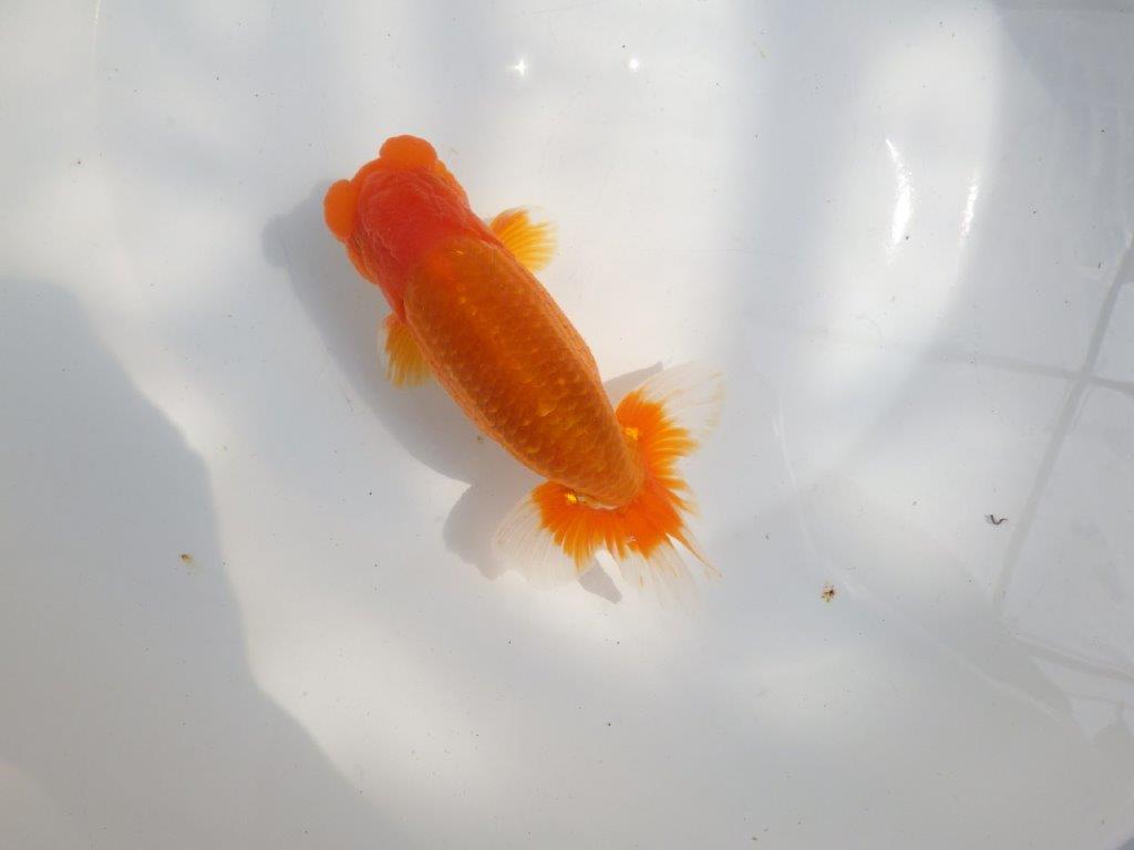 【全国大会東大関獲得系統 】上見最高！今後の成長に期待の明け二歳らんちゅう 約16㎝  オス