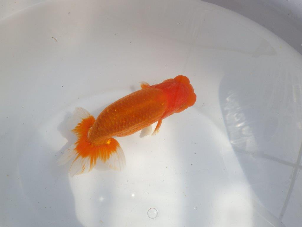 【全国大会東大関獲得系統 】上見最高！今後の成長に期待の明け二歳らんちゅう 約16㎝  オス