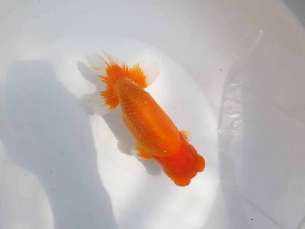 【全国大会東大関獲得系統 】上見最高！今後の成長に期待の明け二歳らんちゅう 約16㎝  オス