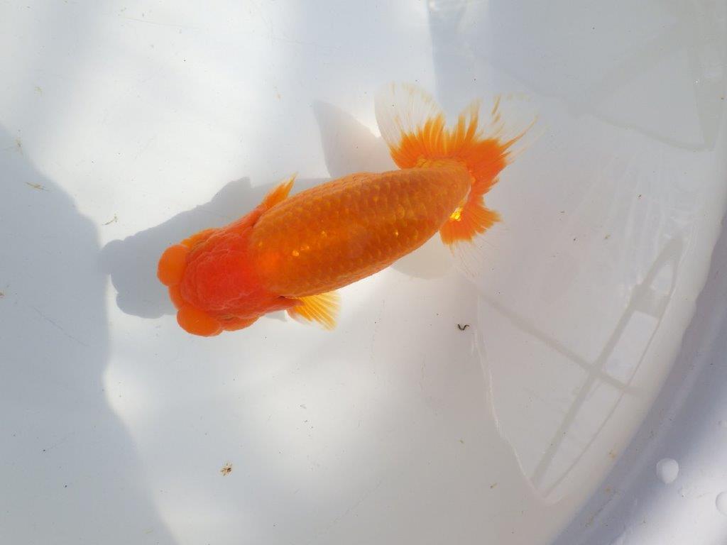 【全国大会東大関獲得系統 】上見最高！今後の成長に期待の明け二歳らんちゅう 約16㎝  オス