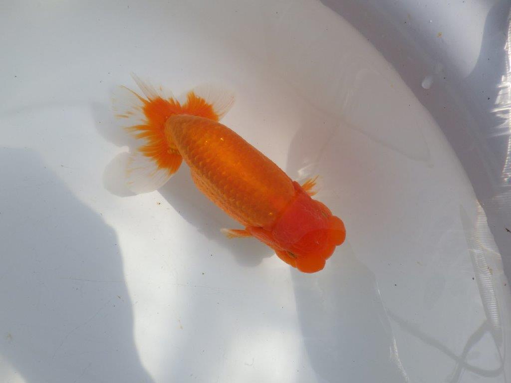 【全国大会東大関獲得系統 】上見最高！今後の成長に期待の明け二歳らんちゅう 約16㎝  オスの上身