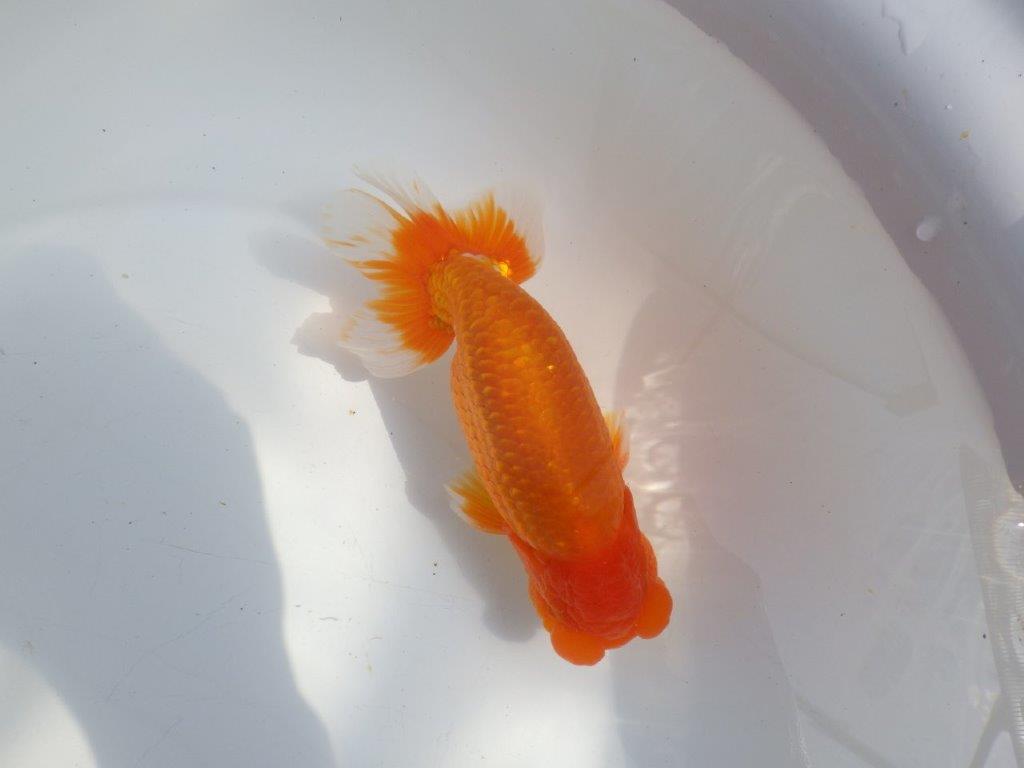 【全国大会東大関獲得系統 】上見最高！今後の成長に期待の明け二歳らんちゅう 約16㎝  オス