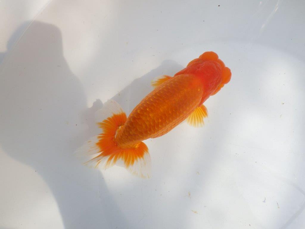 【全国大会東大関獲得系統 】上見最高！今後の成長に期待の明け二歳らんちゅう 約16㎝  オス