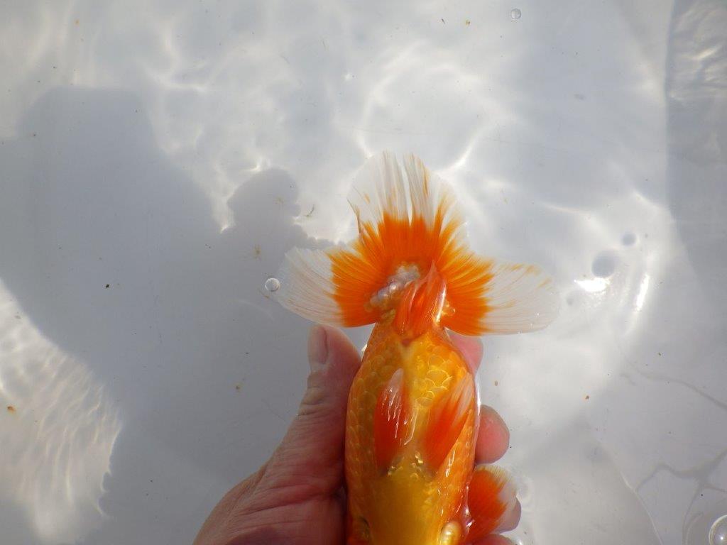 【全国大会東大関獲得系統 】上見最高！今後の成長に期待の明け二歳らんちゅう 約16㎝  オス