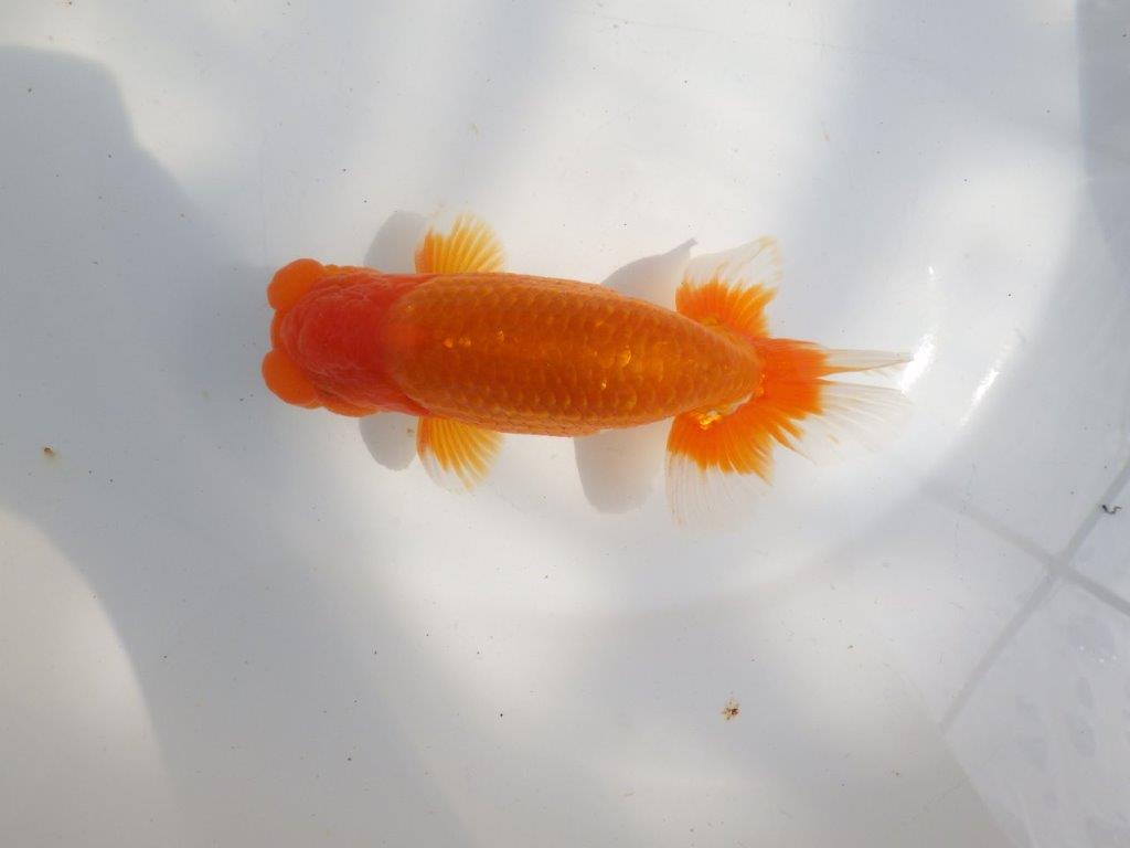 【全国大会東大関獲得系統 】上見最高！今後の成長に期待の明け二歳らんちゅう 約16㎝  オス