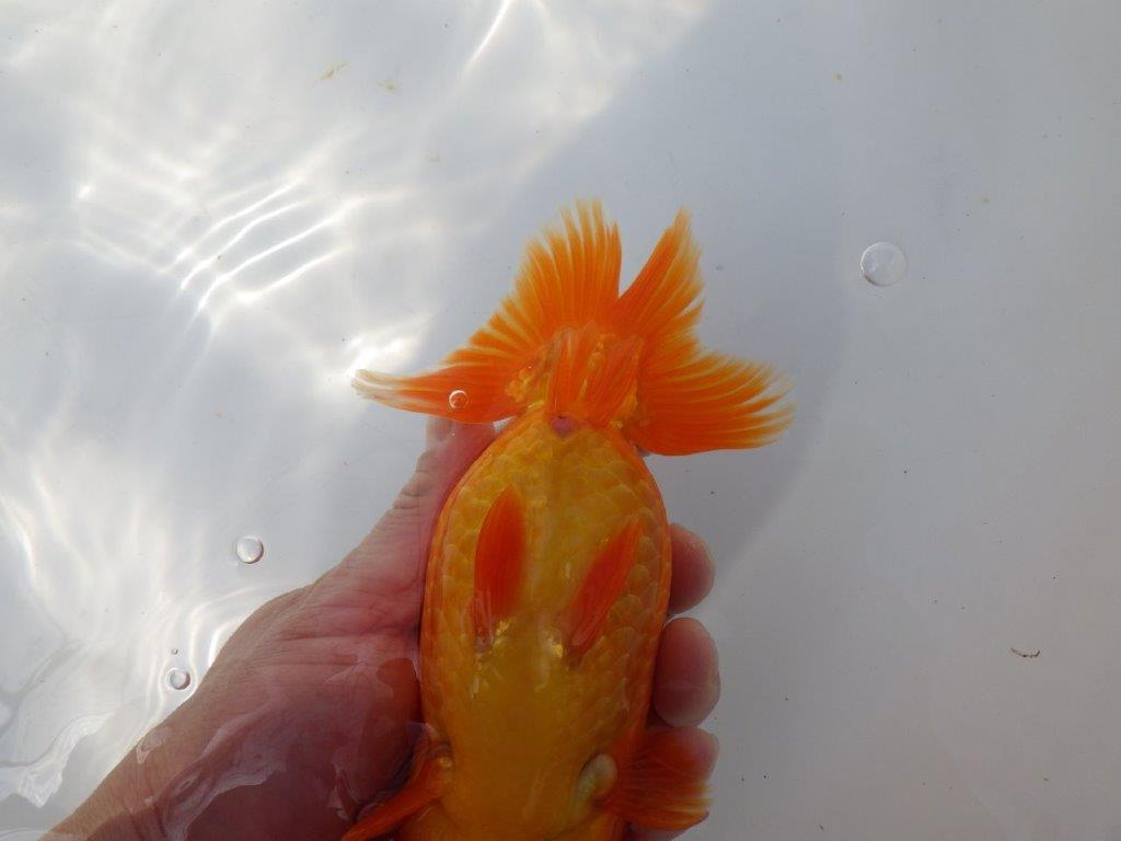 【全国大会東大関獲得系統 】大迫力！親まで飼い込み！明け二歳らんちゅう 約17㎝  メス？