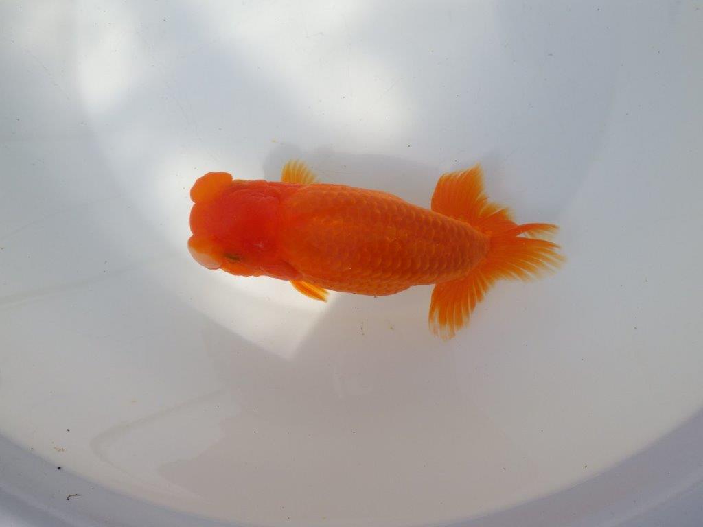 【全国大会東大関獲得系統 】大迫力！親まで飼い込み！明け二歳らんちゅう 約17㎝  メス？