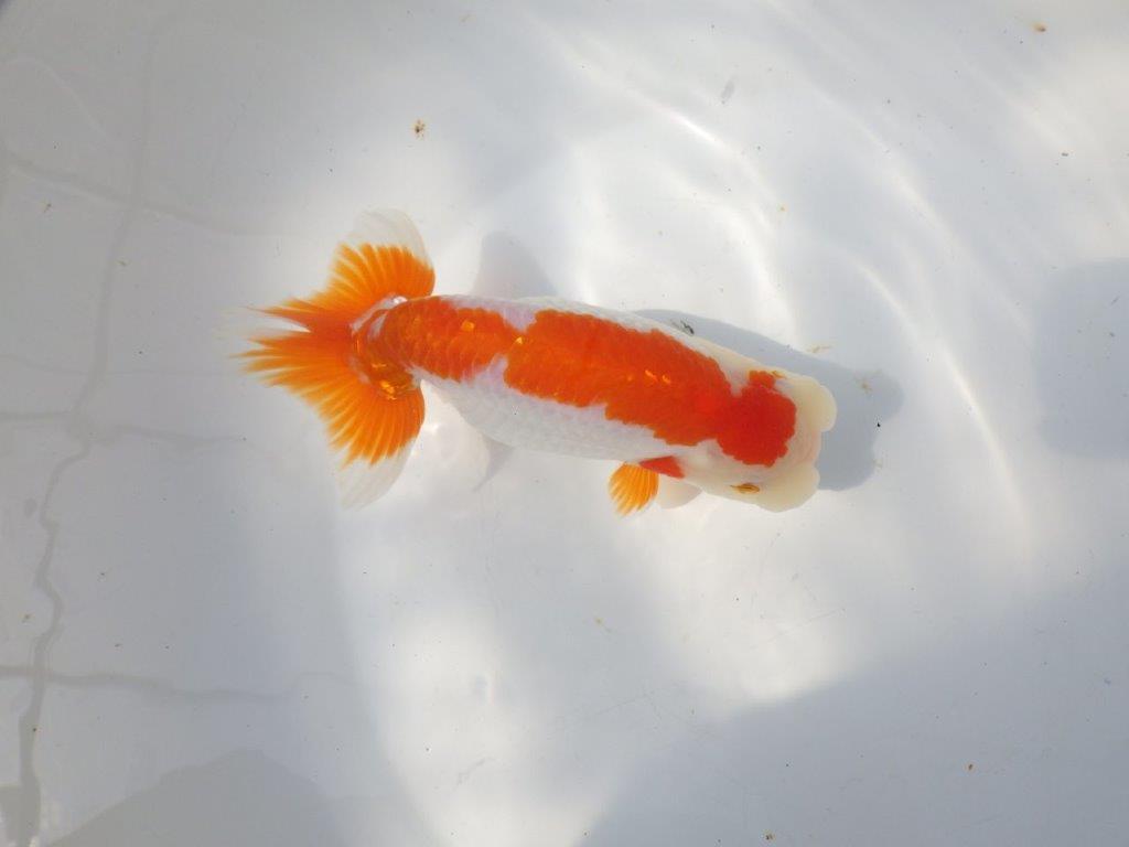 【全国大会東大関獲得系統 】目指せ品評大会！ 明け二歳らんちゅう 約16㎝  メス？