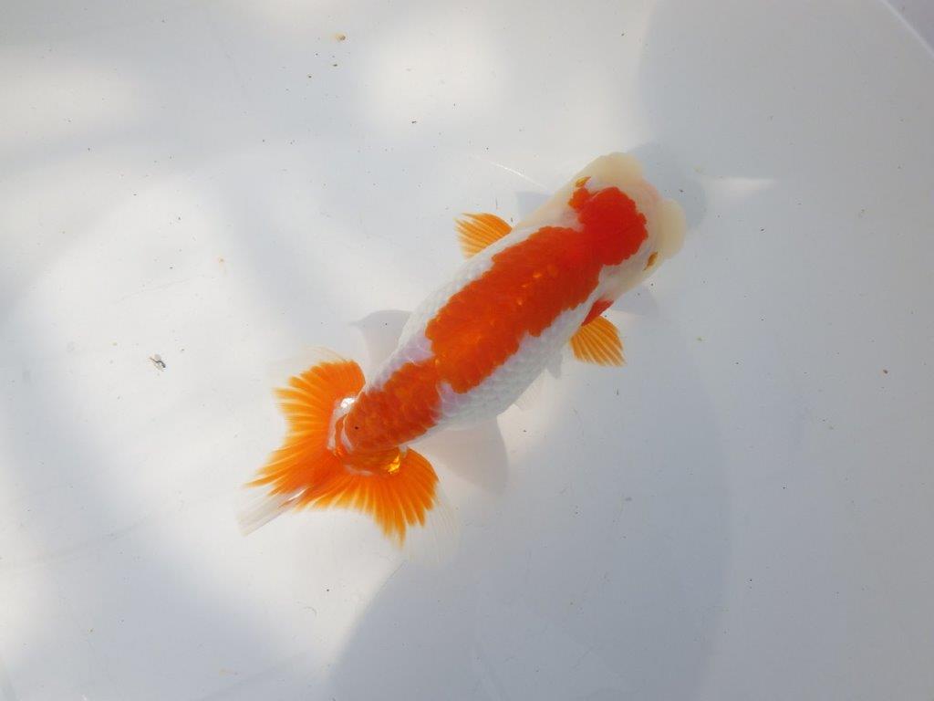 【全国大会東大関獲得系統 】目指せ品評大会！ 明け二歳らんちゅう 約16㎝  メス？の上身