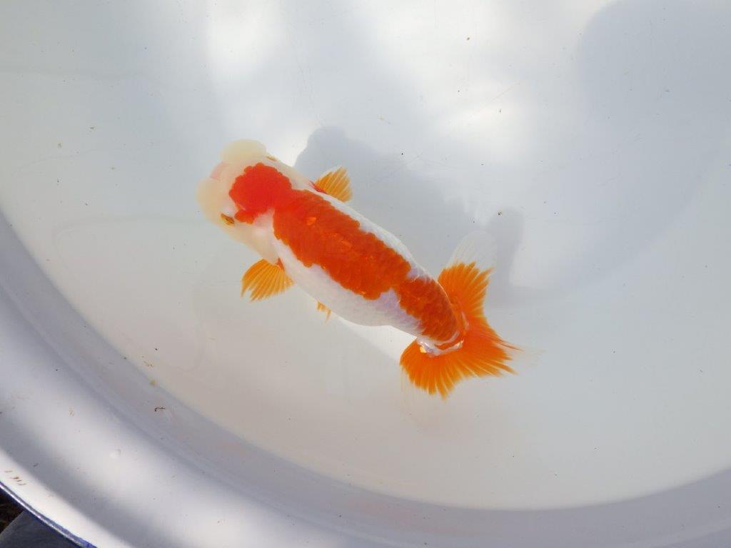 【全国大会東大関獲得系統 】目指せ品評大会！ 明け二歳らんちゅう 約16㎝  メス？