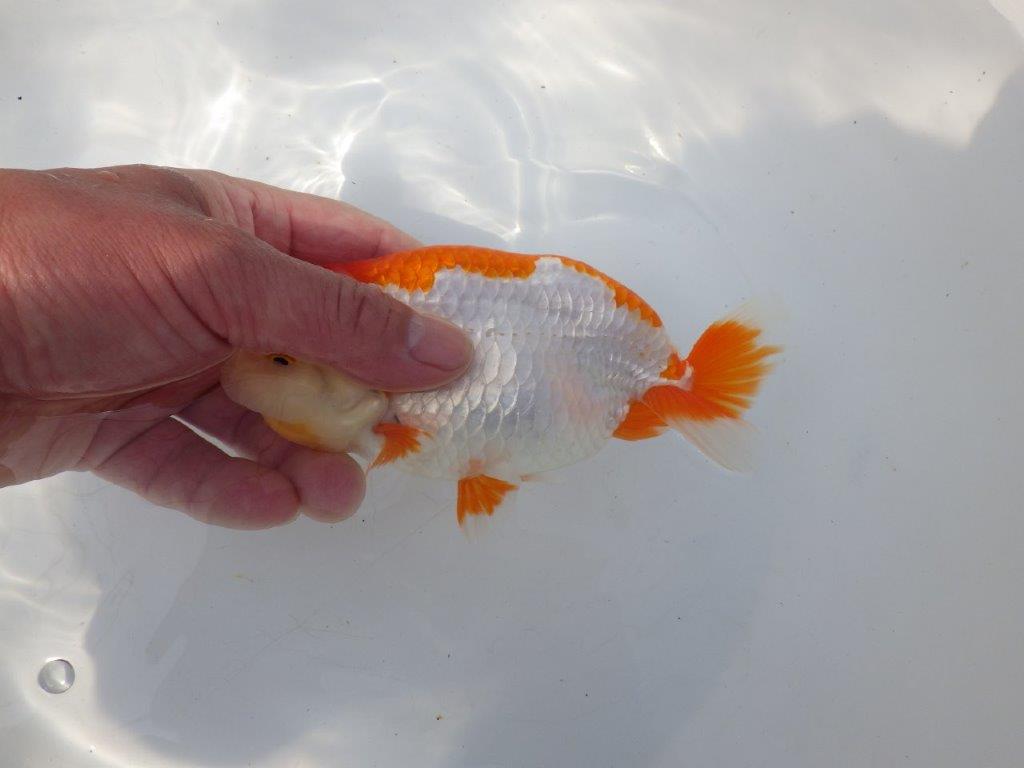 【全国大会東大関獲得系統 】目指せ品評大会！ 明け二歳らんちゅう 約16㎝  メス？