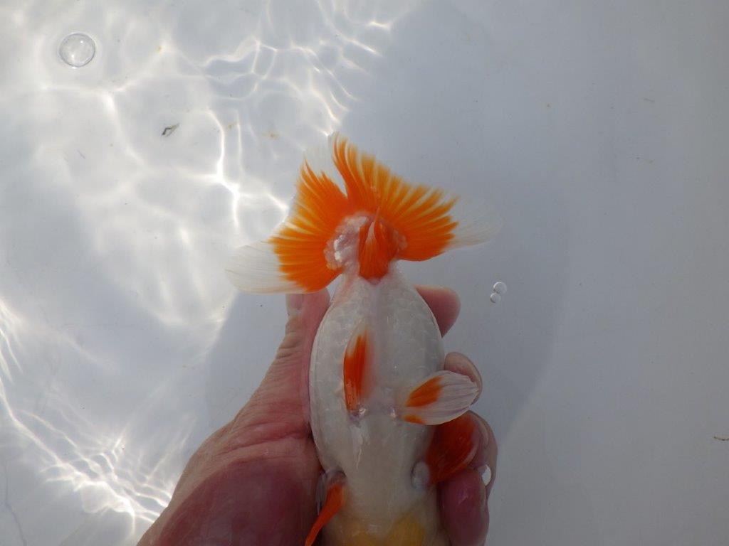 【全国大会東大関獲得系統 】目指せ品評大会！ 明け二歳らんちゅう 約16㎝  メス？