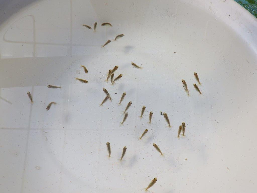 【全国大会東大関獲得系統 】入荷の中から尾張りの良い３０尾！限定２セット