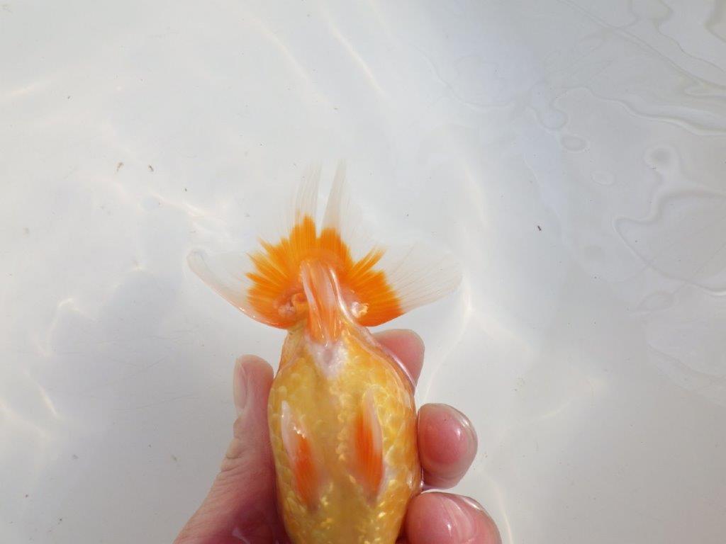 【愛知 伊藤孝広 氏】素晴らしいフンタン！！明け二歳らんちゅう約14cmオス？