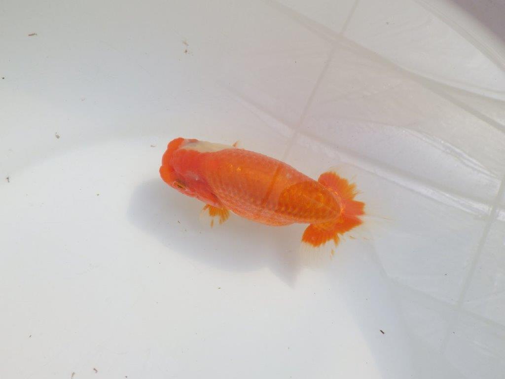 【愛知 伊藤孝広 氏】素晴らしい尾型・構え！！明け二歳らんちゅう約13cmオス