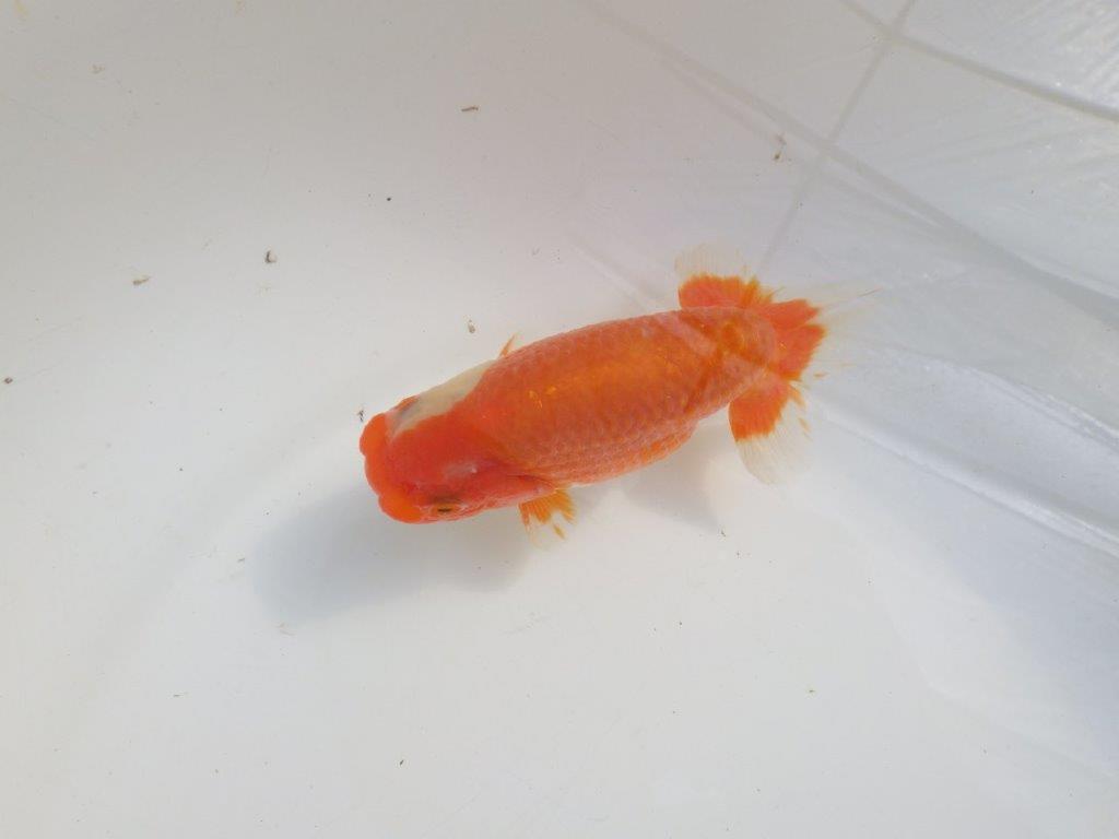 【愛知 伊藤孝広 氏】素晴らしい尾型・構え！！明け二歳らんちゅう約13cmオス