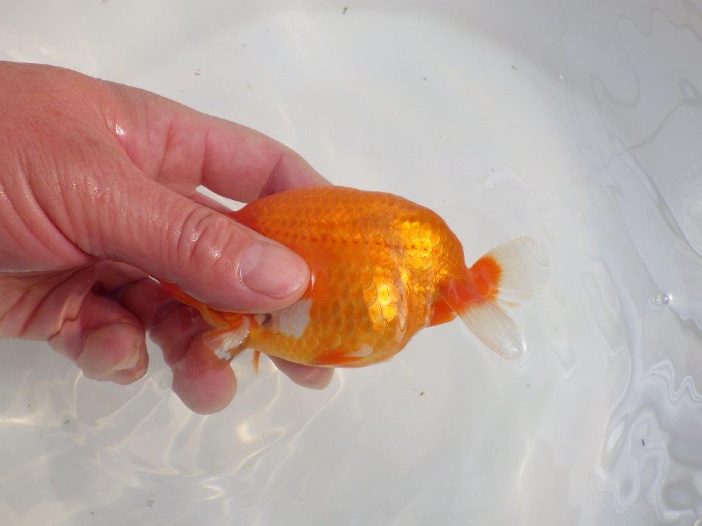 【愛知 伊藤孝広 氏】素晴らしい尾型・構え！！明け二歳らんちゅう約13cmオス