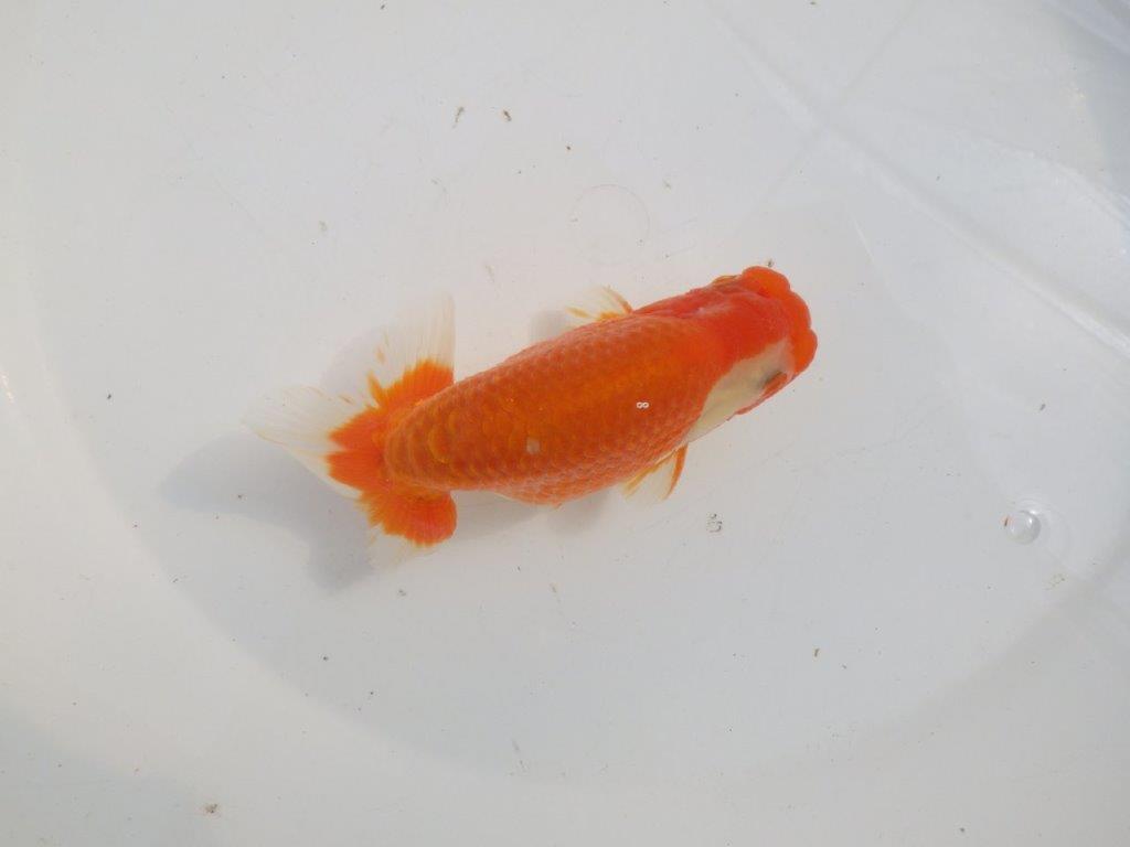 【愛知 伊藤孝広 氏】素晴らしい尾型・構え！！明け二歳らんちゅう約13cmオス