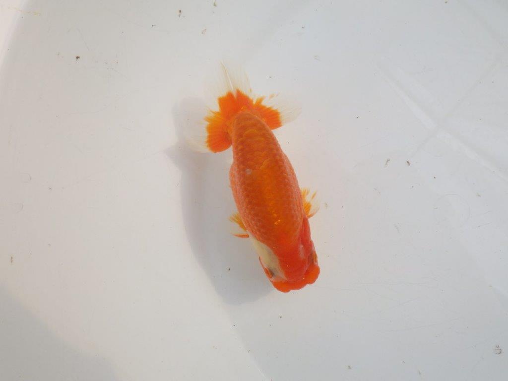 【愛知 伊藤孝広 氏】素晴らしい尾型・構え！！明け二歳らんちゅう約13cmオスの上身