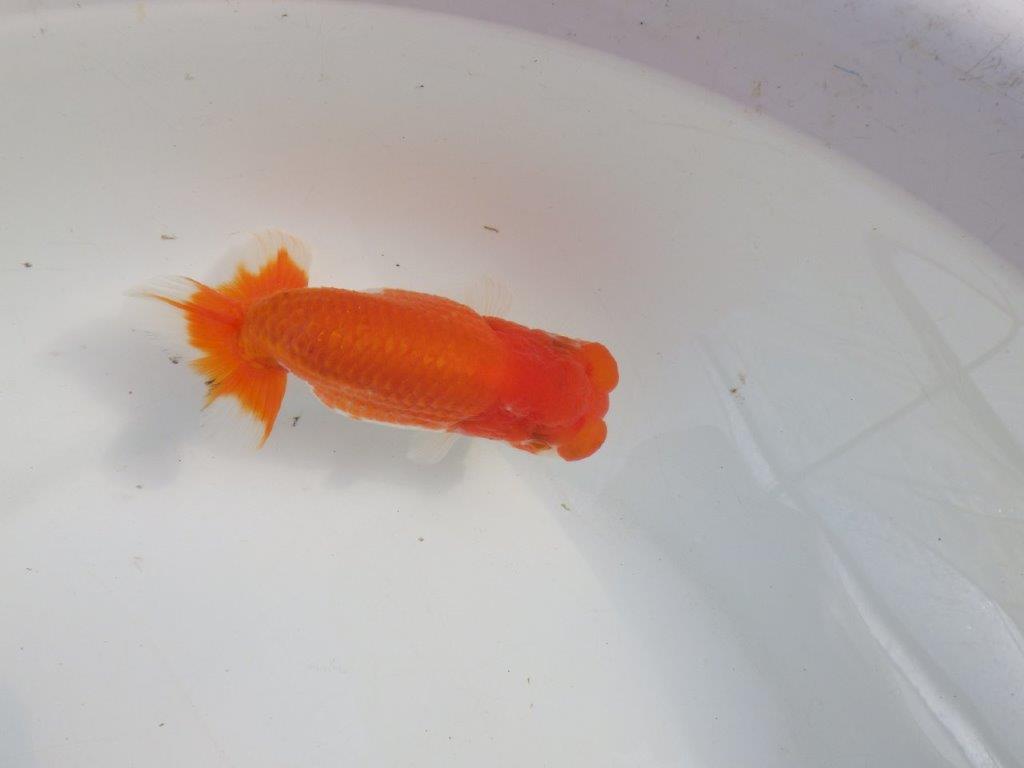 【愛知 伊藤孝広 氏】幅があり頭＆尾型の良い明け二歳らんちゅう約12cmメス？の上身