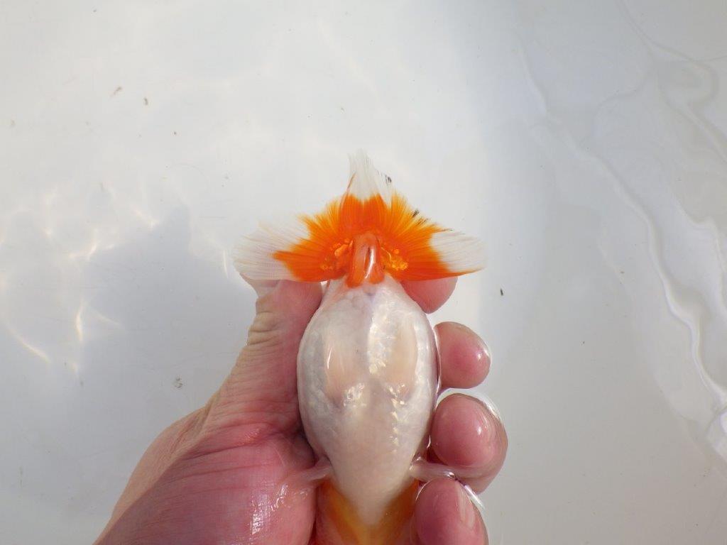 【愛知 伊藤孝広 氏】幅があり頭＆尾型の良い明け二歳らんちゅう約12cmメス？