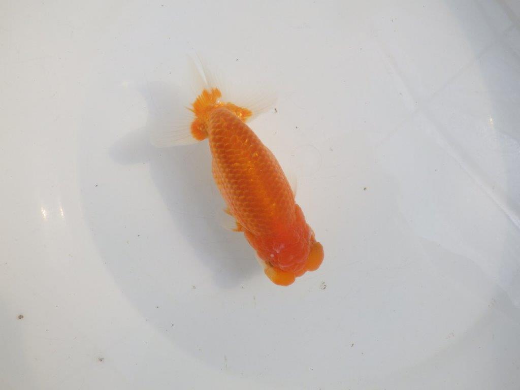 【愛知 伊藤孝広 氏】素晴らしいフンタン！！明け二歳らんちゅう約14cmオスの上身